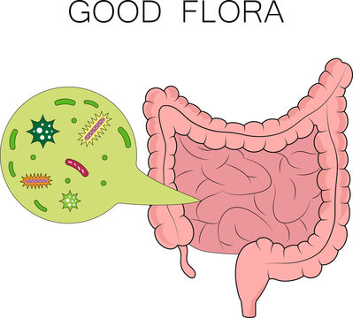 Healthy intestinal microflora.