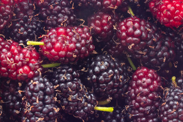 Frutos silvestres acabados de colher e prontos a consumir. Amora - fruto da amoreira.
