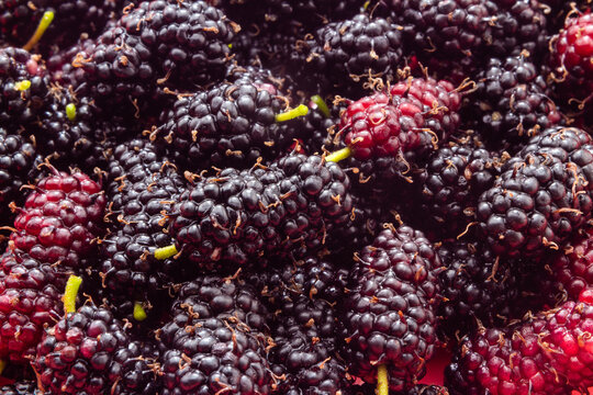 Frutos silvestres acabados de colher e prontos a consumir. Amora - fruto da amoreira.