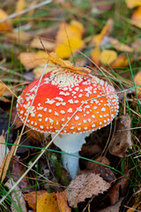 View of vibrant red Amanita muscaria, commonly known as the fly agaric or fly amanita