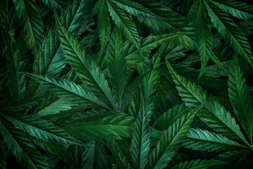 Naklejka na ściany i meble Natural background close-up of a green leaf of marijuana, cannabis