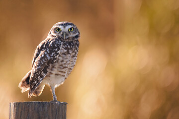 Close up of a burrowing owl on the nature