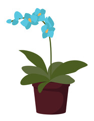 Home plant in flowerpot isolated on white background