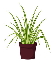 Home plant in flowerpot isolated on white background