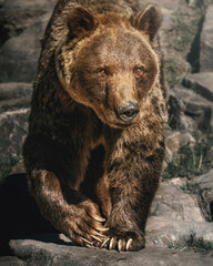 The brown bear  (Ursus arctos) walks on a stone path and looks at the camera
