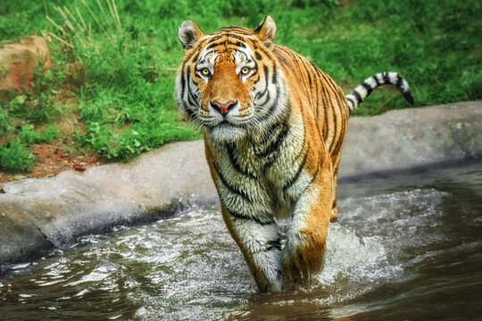 Close up of Siberian tiger (Panthera tigris altaica) low angle direct view photo of tiger walking in water