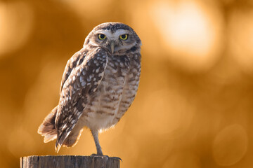 Close up of a burrowing owl on the nature