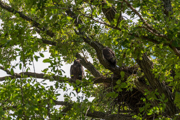 Fledgling Bald Eagles Perched On A Branch Near The Nest