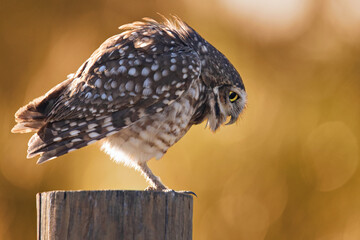 Profile shot of a burrowing owl on the nature - obrazy, fototapety, plakaty