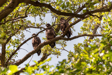 Fledgling Bald Eagles Perched On A Branch Near The Nest