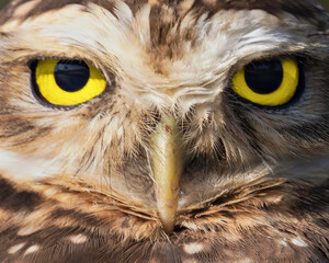Close up of a burrowing owl on the nature - obrazy, fototapety, plakaty