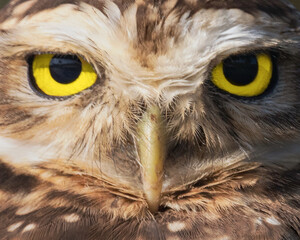 Close up of a burrowing owl on the nature