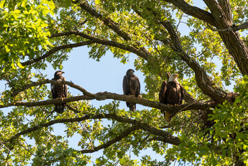Fledgling Bald Eagles Perched On A Branch With Mother Eagle