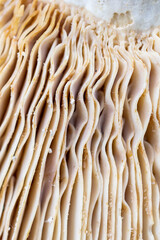 the bottom of the mushroom with gills