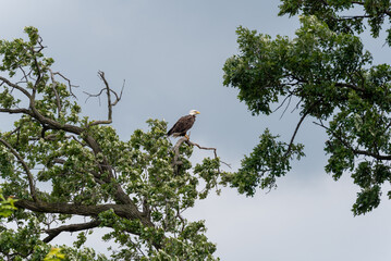 A Bald Eagle Perched In A Tree In Summer