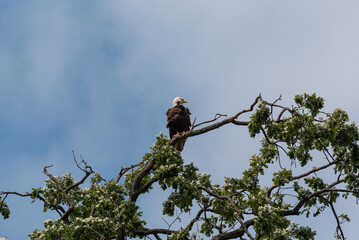A Bald Eagle Perched In A Tree In Summer