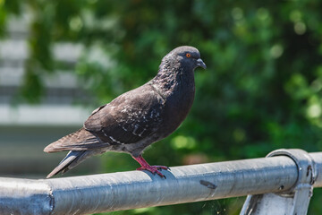 Common pigeon bird sitting on a metallic pole