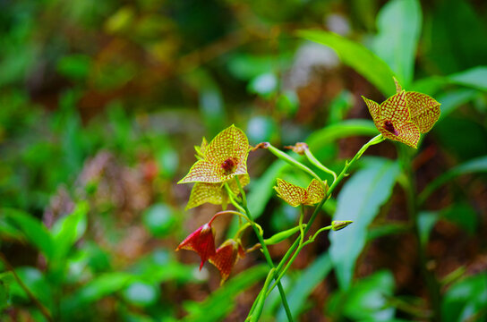 Orqu&iacute;deas salvajes en el parque nacional Braulio Carrillo, Costa Rica.