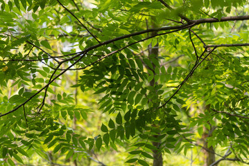 Green Staghorn Sumac Leaf Patterns In Summer