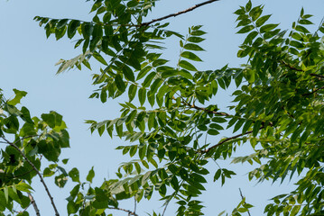 Fototapeta premium Green Staghorn Sumac Leaf Patterns In Summer