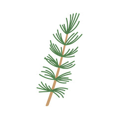 Vector Colorful Illustration of Fir Branch isolated on white background isolated on white background