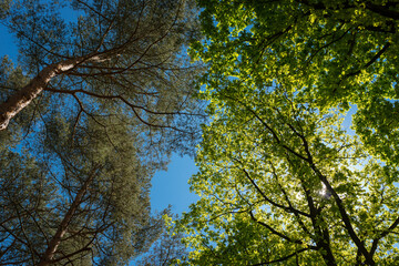 Bäume in Dörverden.