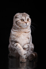 Fototapeta na wymiar Scottish Fold Cat on a black background. pet portrait in photo studio
