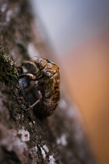 snail on a tree