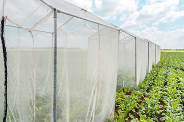 Obraz premium Sugar beet pollination control tents in cultivated agricultural field