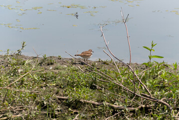 A Common Sandpiper On The River Shoreline