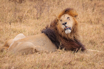 Plakat Wildlife in the savannah of east Africa