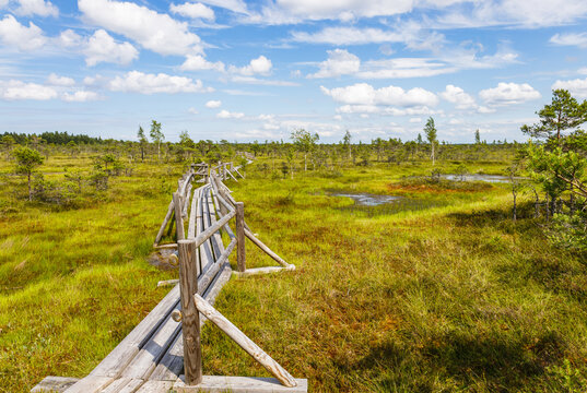 The wooden walking trail goes through small ponds in the swamp