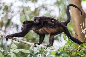 Mantled Howler Monkey with a Baby Riding on Her Back