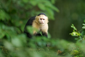 White-faced capuchin Monkey in the Rainforest
