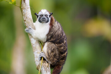 Geoffroy's Tamarin Monkey Portrait in Panama
