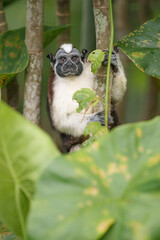 Adorable Geoffroy's Tamarin Monkey in Panama