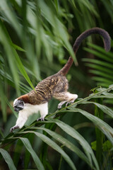 Geoffroy's Tamarin Monkey Walking Down a Palm Frond