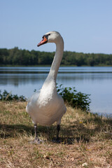 White swan near the lake shore. Landscape with forest lake. Small depth of field
