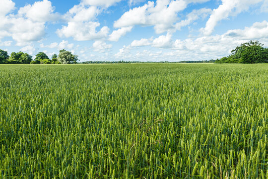Green wheat ears agricultural harvest field