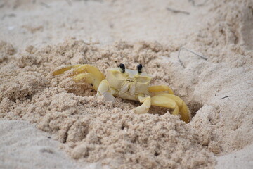 Cangrejo de playa