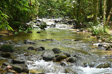 Fototapeta premium River stream running along the countryside creek in the national park rainforest landscape, Phang Nga, Thailand.
