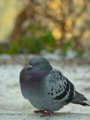 dove is worried about the appearance of the first snow and sits waiting for the heat