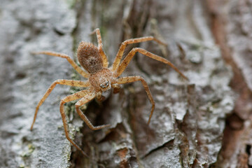 A spider sitting on a pine tree trunk.