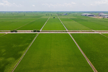 Aerial view for an organize and symmetry paddy field
