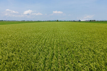 Aerial view for paddy field