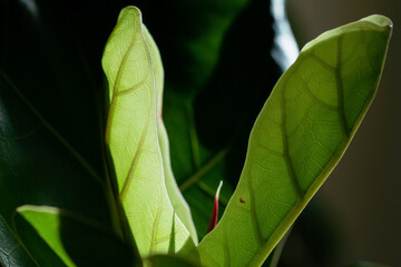 Leaf detail of the Fiddle-leaf fig plant. Macro on leaf