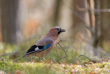 Jay looking for food in the forest