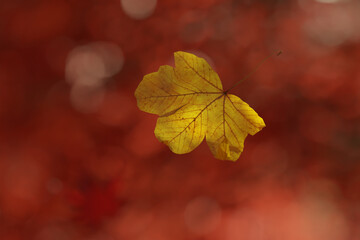 3D Rendering of falling maple leaf in front of blurred red leaves