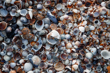 Seashells on the seashore close-up. Macrophotography. Background of stones and clam shells.