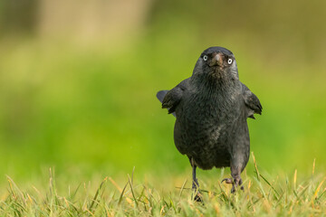 Western or Eurasian jackdaw (Corvus monedula) running